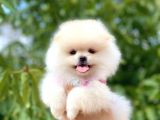 Ayicik Di̇şi̇ Pomerani̇an Boo