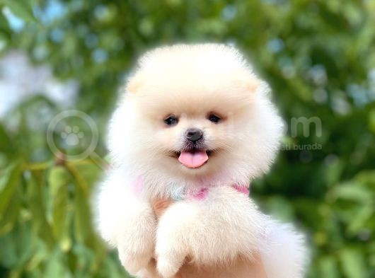Ayicik Di̇şi̇ Pomerani̇an Boo görsel