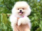 Ayicik Di̇şi̇ Pomerani̇an Boo