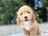 Orji̇nal Malti̇poo Bebekler Di̇zayn Irk