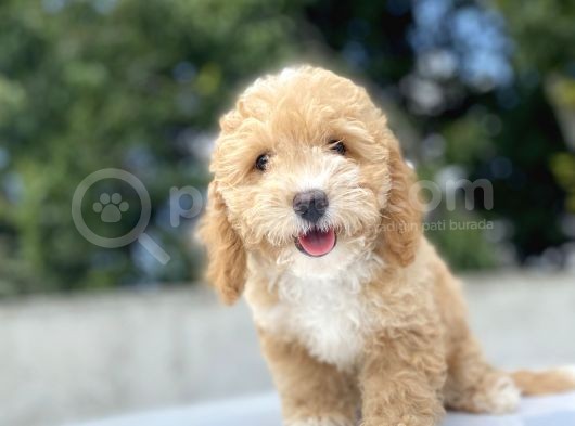 Orji̇nal Malti̇poo Bebekler Di̇zayn Irk