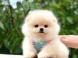 Krem Boo Pomerani̇an