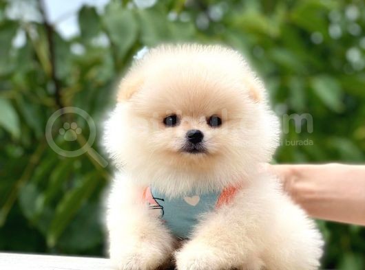 Krem Boo Pomerani̇an görsel