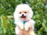 Ayicik Di̇şi̇ Pomerani̇an Boo