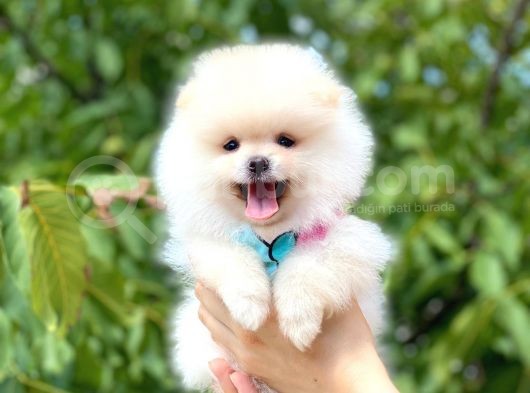 Ayicik Di̇şi̇ Pomerani̇an Boo görsel