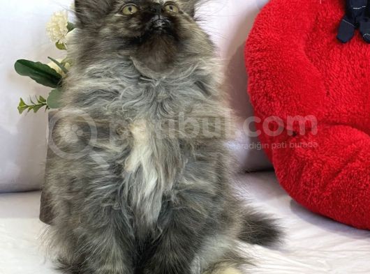 Show Kalite İran Yavruları görsel