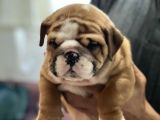Standart Engli̇sh Bulldog Yavrularim