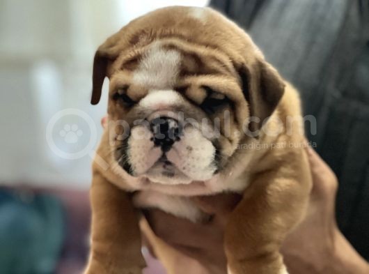 Standart Engli̇sh Bulldog Yavrularim görsel