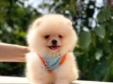 Kusursuz Karbeyaz Pomeranian