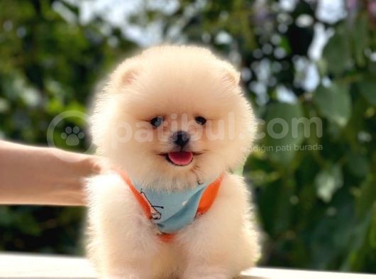 Kusursuz Karbeyaz Pomeranian