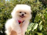 Teddy Bear Pomeranian