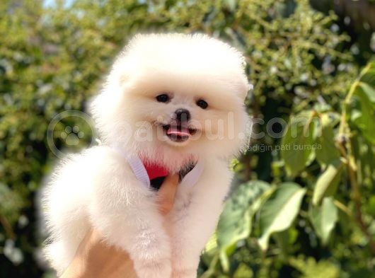 Teddy Bear Pomeranian görsel