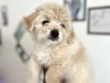 Maltipoo Yavrularım