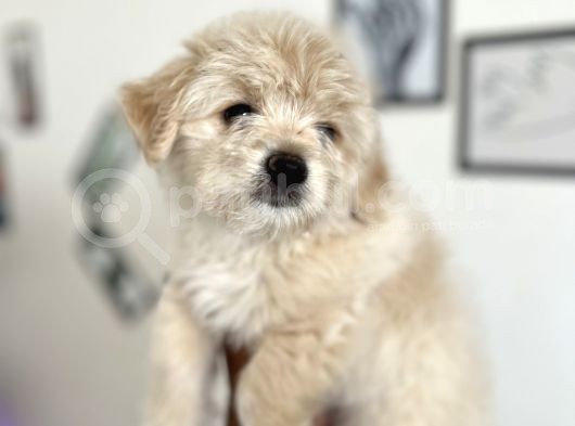 Maltipoo Yavrularım görsel
