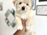 Maltipoo Yavrularım