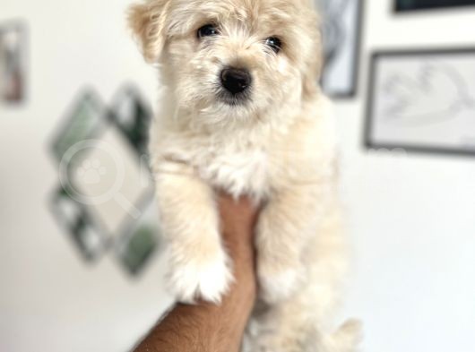 Maltipoo Yavrularım