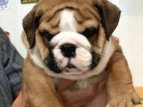 Standart Engli̇sh Bulldog Yavrularim