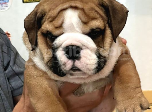 Standart Engli̇sh Bulldog Yavrularim görsel