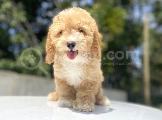 Orji̇nal Malti̇poo Bebekler Di̇zayn Irk görsel