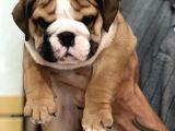 Standart Engli̇sh Bulldog Yavrularim