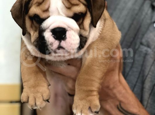 Standart Engli̇sh Bulldog Yavrularim görsel