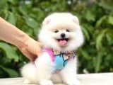Teddy Bear Pomeranian