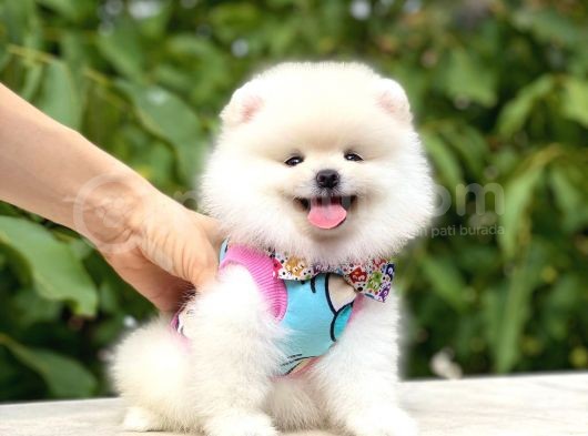 Teddy Bear Pomeranian görsel