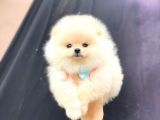 Krem Boo Pomerani̇an