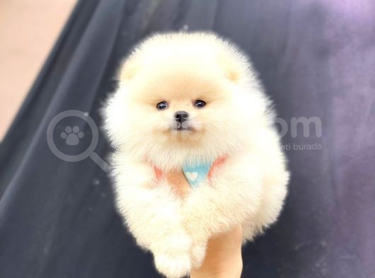Krem Boo Pomerani̇an