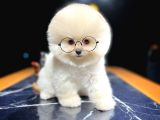 Ayı Surat Pomeranian Boo Yavrularımız