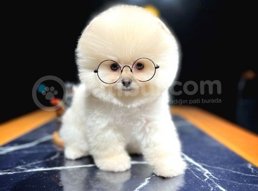 Ayı Surat Pomeranian Boo Yavrularımız görsel