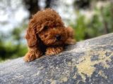 Mükemmel Kali̇te Toy Poodle Yavrularimiz