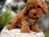 Mükemmel Kali̇te Toy Poodle Yavrularimiz