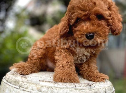 Irkinin En Mükemmeli̇ Toy Poodle Yavrularimiz