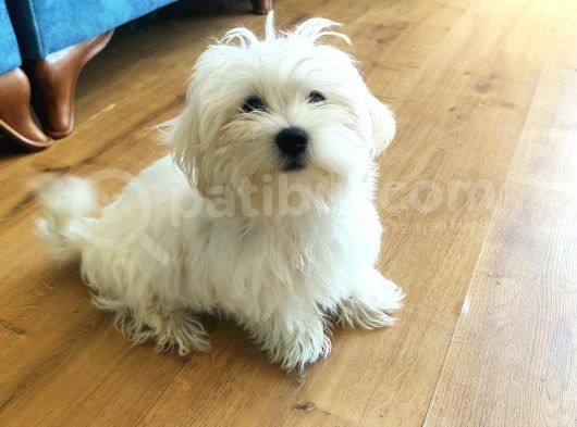 Ev Üretimi Secereli 0 Numara Maltese