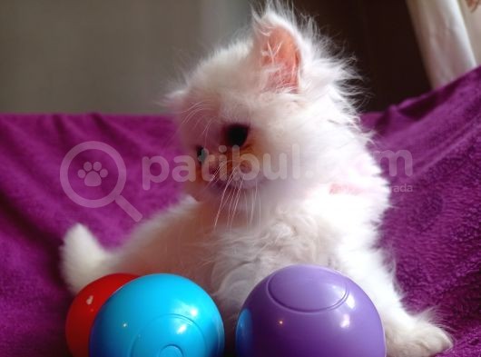 İran Dollyface Dişi Beyaz Maviş görsel