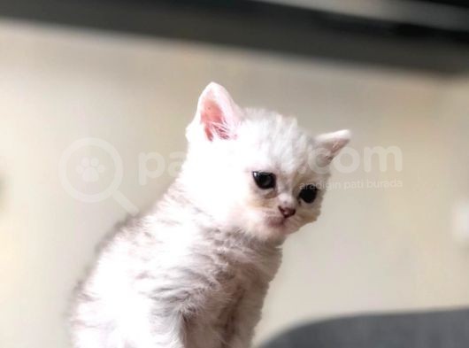 Kızlarım Yeni Ailelerini Bekliyor görsel