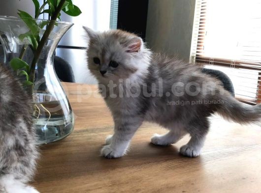 Kızlarım Yeni Ailelerini Bekliyor görsel
