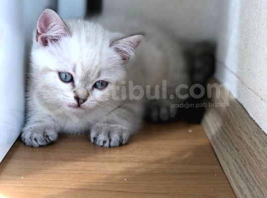 Erkek Bebeklerimiz Yeni Ailelerini Bekliyor görsel