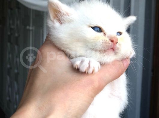 Erkek Bebeklerimiz Yeni Ailelerini Bekliyor görsel
