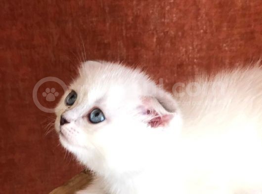 Erkek Bebeklerimiz Yeni Ailelerini Bekliyor görsel