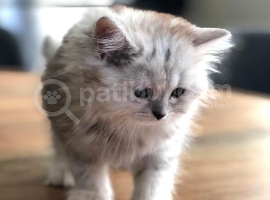 Kızlarım Yeni Ailelerini Bekliyor görsel