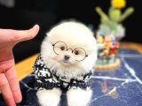 Ayı Surat Pomeranian Boo Yavrularımız