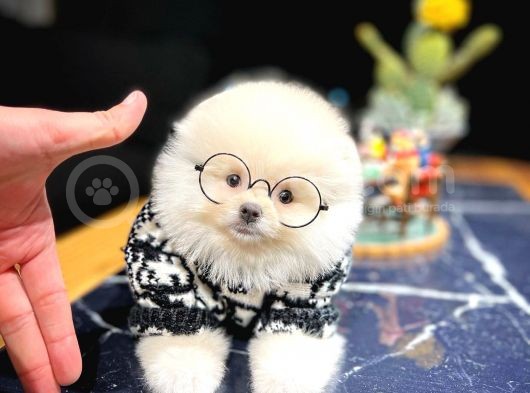 Ayı Surat Pomeranian Boo Yavrularımız