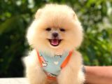 Gülen Yüz Pomerani̇an Boo