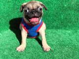 Erkek Orji̇nal Pug Mops