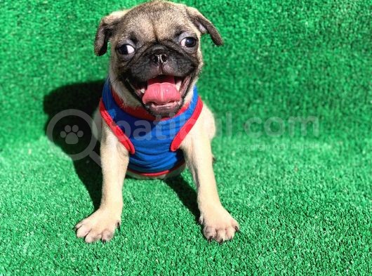 Erkek Orji̇nal Pug Mops