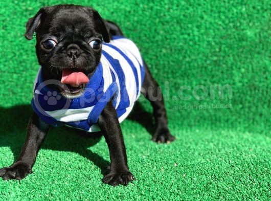 Erkek Si̇yah Safkan Pug görsel