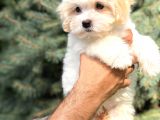 Orjinal Maltıpoo