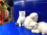 British Shorthair Dünyası